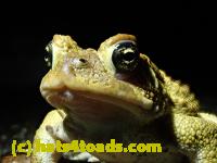 /home//u458753944/public_html/sourcegallery///////Roxborough Toad Detour/2021/2021-03-31/P3310112.JPG